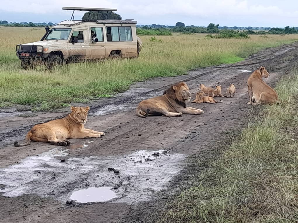 5 Itinerary ideas for 3 Days Queen Elizabeth national park Uganda safari